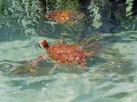 Parque de las Tortugas