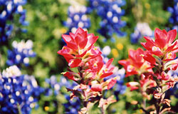 Texas Paintbrush