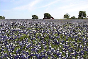 Bluebonnet