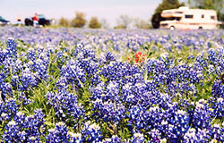 Bluebonnet