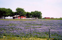 Bluebonnet