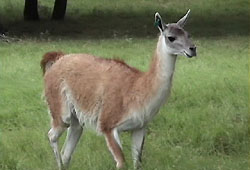 Guanaco