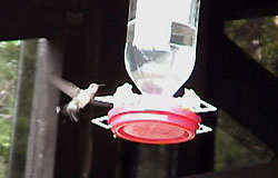 Hummingbird