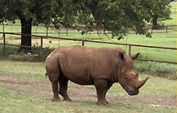 White Rhino