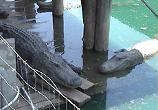 Alligator