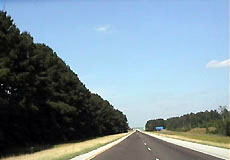 Pine Tree (I-20)