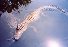 Alligator