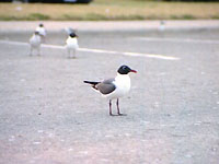 Laughing Gull