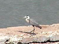 Great Blue Heron